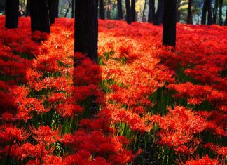 Những nơi ngắm hoa bỉ ngạn đẹp nhất ở Nhật Bản tháng 10