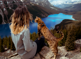 Mèo đi du lịch, check-in khắp thế gian cùng chủ