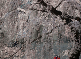 Anh đào nở trong hiu hắt