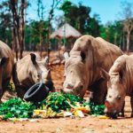 Gặp gỡ những tê giác con “quốc tịch Việt” ở Vinpearl Safari