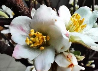 “Cơn sốt” hoa táo mèo: Tiểu thương ngày nhập 300 bó không đủ bán